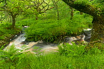 Stream in spate in native oak woodland in summer, Clonaig, Kintyre, Argyll, Scotland, UK, July 2015.