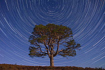 Lone Scot&#39;s pine tree (Pinus sylvestris) and star trails with the north star, Abernethy forest, Cairngorms National Park, Scotland, UK.