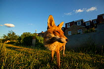 Red Fox (Vulpes Vulpes) outside houses, North London, England UK