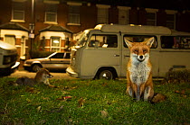 Red foxes (Vulpes Vulpes) on grass next to road with parked vehicles, North London, England UK
