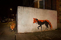 Red Fox (Vulpes Vulpes) next to red fox graffiti art at night. North London, England UK