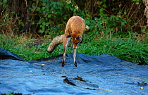 Red Fox (Vulpes Vulpes) pouncing / hunting for mice on allotment, North London, England, UK, September.
