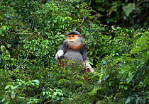 Red shanked douc langur (Pygathrix nemaeus) Son Tra Nature Reserve, Vietnam