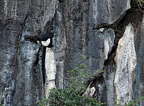 Delacour's langurs (Trachypithecus delacouri) Van Long Nature Reserve, Ninh Binh, Vietnam. Critically endangered
