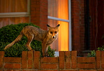 Red Fox (Vulpes Vulpes) on garden wall, North London, England UK