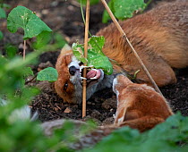 Red Fox (Vulpes Vulpes) vixen bearing her teeth to intimidate last year's cub, North London, England, UK, June.