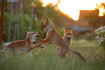 Red Fox (Vulpes Vulpes) cubs play fighting North London, England, UK, June.