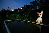 Red Fox (Vulpes Vulpes) at water trough, North London, England UK