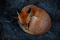 Red Fox (Vulpes Vulpes) a vixen which has dug into a compost pile to reach the warm centre before curling up and sleeping. North London, England, UK, August.