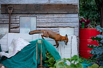 Red Fox (Vulpes Vulpes) patrolling the allotment North London, England, UK, September.
