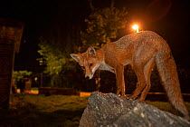 Red Fox (Vulpes Vulpes) at night, North London, England UK.