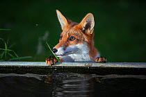 Red Fox (Vulpes Vulpes) a fox pauses from drinking distracted by a mosquito, North London,  England, UK. Honour Award in MontPhoto competition 2020.