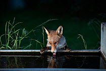Red Fox (Vulpes Vulpes) drinking from a water trough, North London, England, UK, October.