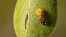 Timelapse of a Cairns birdwing (Ornithoptera euphorion) butterfly caterpillar emerging from egg on an Dutchman's pipe (Aristolochia) leaf and feeding, Queensland, Australia, April.