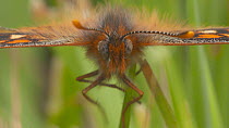 Close-up of a Marsh fritillary butterfly (Euphydryas aurinia) preening, takes off, Devon, England, UK, June.