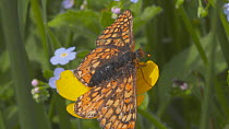 Marsh fritillary butterfly (Euphydryas aurinia) nectaring from a Buttercup (Ranunculus) before taking off, Devon, England, UK, June.