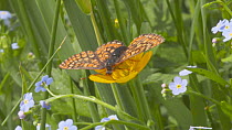 Marsh fritillary butterfly (Euphydryas aurinia) nectaring from a Buttercup (Ranunculus) before taking off, Devon, England, UK, June.