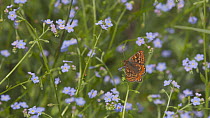 Marsh fritillary butterflies (Euphydryas aurinia) taking off after nectaring from a Water forget-me not (Myosotis scorpioides) flower, Devon, England, UK, June.