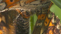 Close-up of a pair of Marsh fritillary butterflies (Euphydryas aurinia) mating, showing tips of abdomens, Devon, England, UK, June.