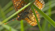 Tilt shot up to a pair of Marsh fritillary butterflies (Euphydryas aurinia) mating in grass, Devon, England, UK, June.