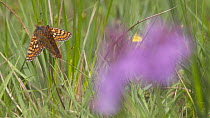 Pull focus shot from a Southern marsh-orchid (Dactylorhiza praetermissa) to a pair of Marsh fritillary butterflies (Euphydryas aurinia) mating, Devon, England, UK, June.