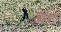 Cape cobra (Naja nivea) yawning, emerging from a burrow, De Hoop Nature Reserve, Western Cape, South Africa, May.