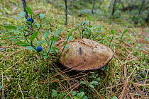 Bilberries (Vaccinium) with bolete mushroom in taiga habitat. Baikalo-Lensky Reserve, Siberia, Russia. August 2018.