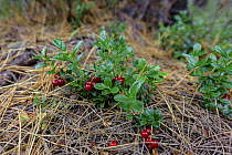 Lingonberry (Vaccinum sp) in taiga, Baikalo-Lensky Reserve, Siberia, Russia. August 2018.
