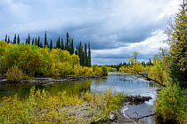 Landscape of the Lena River and surrounding taiga habitat, Baikalo-Lensky Reserve, Siberia, Russia. August 2018.