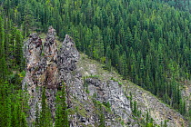 Taiga forest, Lena River. Baikalo-Lensky Reserve, Siberia, Russia. August 2018.