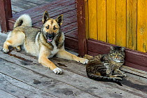 Domestic dog and cat lying on wooden porch. Baikalo-Lensky Reserve, Siberia, Russia. August 2018.
