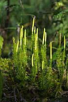 Club moss (Lycopodium annotinum) Bavaria, Germany, September.