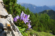 Gentian (Gentianella germanica) Karwendel mountains, Alps, Austria. September.