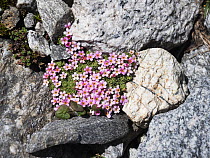 Alpine rock jasmine (Androsace alpina) Hintertux mountains, Austria. July.