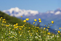 Globe flowers (Trollius europaeus) on Augstmatthorn mountain, Swiss Alps, Switzerland. June 2017.