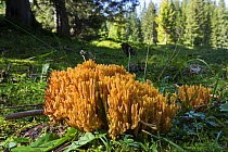 Coral fungus (Ramaria sp) Alps, Upper Bavaria, Germany, September.