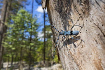 Blue longhorn beetle (Rosalia alpina) on dead tree trunk, Upper Bavaria, Alps, Germany. July.