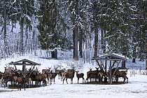 Red deer (Cervus elaphus) feeding area in winter, Upper Bavaria, Germany