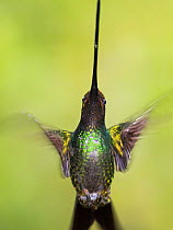 Sword-billed hummingbird (Ensifera ensifera) in flight, North-Ecuador, Ecuador.