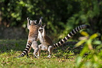 Ringtailed lemurs (Lemur catta) play fighting, Nahampoana Reserve, South Madagascar.