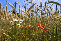 Rye field (Secale cereale) with Poppies flowering (Papaver rhoeas) Upper Bavaria, Germany.