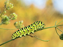 Caterpillar of Swallowtail Butterfly (Papilio machaon) Upper Bavaria, Germany. August.