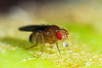 Fruit fly (Drosophila melanogaster) male, Germany, August.