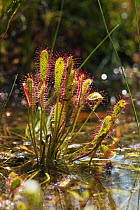 Sundew (Drosera anglica) in wetland, Upper Bavaria, Germany. July.