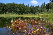 Sundew (Drosera intermedia) in wetland habitat, Bavaria, Germany, July.