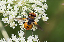 Fly (Gymnosoma rotundatum) Bavaria, Germany. June.
