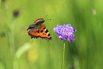 Small tortoiseshell butterfly (Aglais urtica) in flight, with flower, Bavaria, Germany.