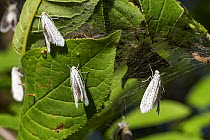 Bird-cherry ermine moths (Yponomeuta evonymella) Germany. June.