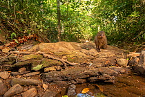 Brown mongoose (Herpestes brachyurus) Western Ghats, Karnataka, India. Camera Trap image.