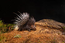 Indian crested porcupine (Hystrix indica) Western Ghats, Karnataka, India. Camera Trap image.